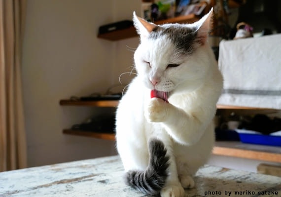 ごる猫 Σ(っ=ΦωΦ)っ tweet media
