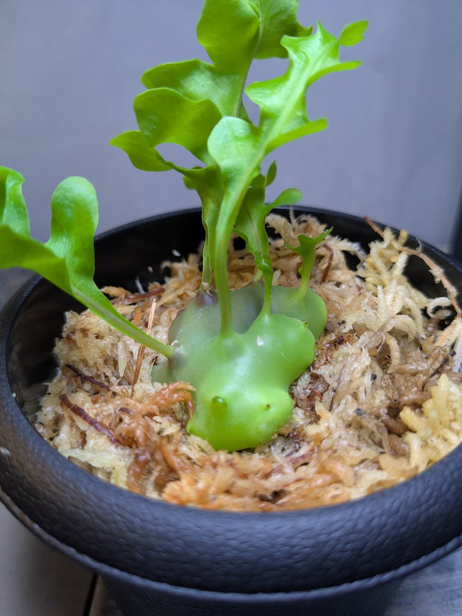ebinokakato's tweet photo. ebinokakatoの長嶋です。

『今週の入荷とご案内』

🌿ADA『JUNGLE PLANTS SERIES』 
入荷しました。
アリ植物のレカノプテリの塊のような根茎がカッコ良い⋯。
これを飾れるような部屋にまずしないと🤔
・レカノプテリ・カルノーサ
・レカノプテリ・ルゾネンシス
・ドリナリア・ウィルデノウィー
・ドリナリア・リキデュラ ウエストパプア
・プレオペルティス・ボンシアナ
・ミルメコディア・ツベローサ パプアナ
・ミクログランマ・テクタ

今週5/22（金）〜5/25（月）は
丈夫で育成しやすい水草パックも販売致します。
全てシュリンプにも安心無農薬！
・国産マツモ
・ニテラ
・モスファン
・ミクロソリウム ナローリーフ
・ボルビティス

🦐各種シュリンプも5/22（金）入荷予定！ 入荷内容は、ご来店いただいてからのお楽しみです！

ご来店お待ちしております。
#アクアリウム #シュリンプ #パルダリウム #ADA #ebinokakato