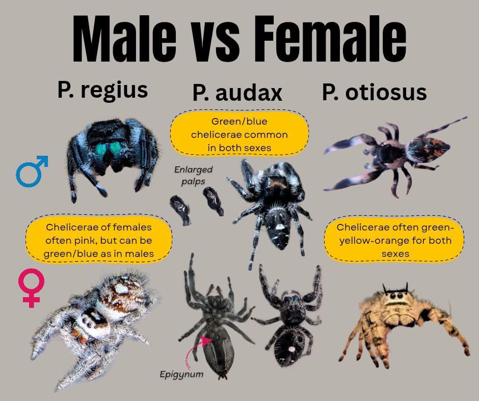 Lana the Bug 🪲💕 tweet media