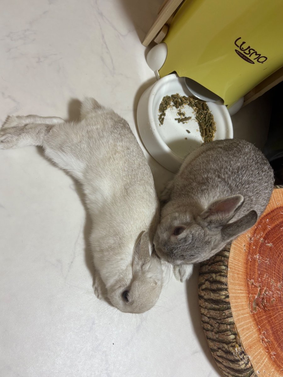 🐰うさぎの幸と福と心と華🐰 tweet media