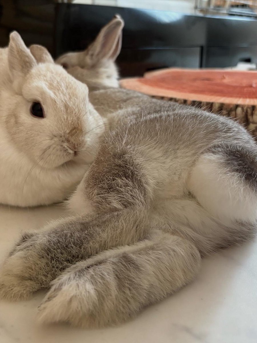 🐰うさぎの幸と福と心と華🐰 tweet media