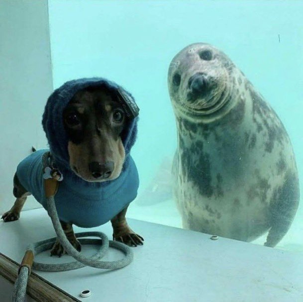 癒しの動物 tweet media