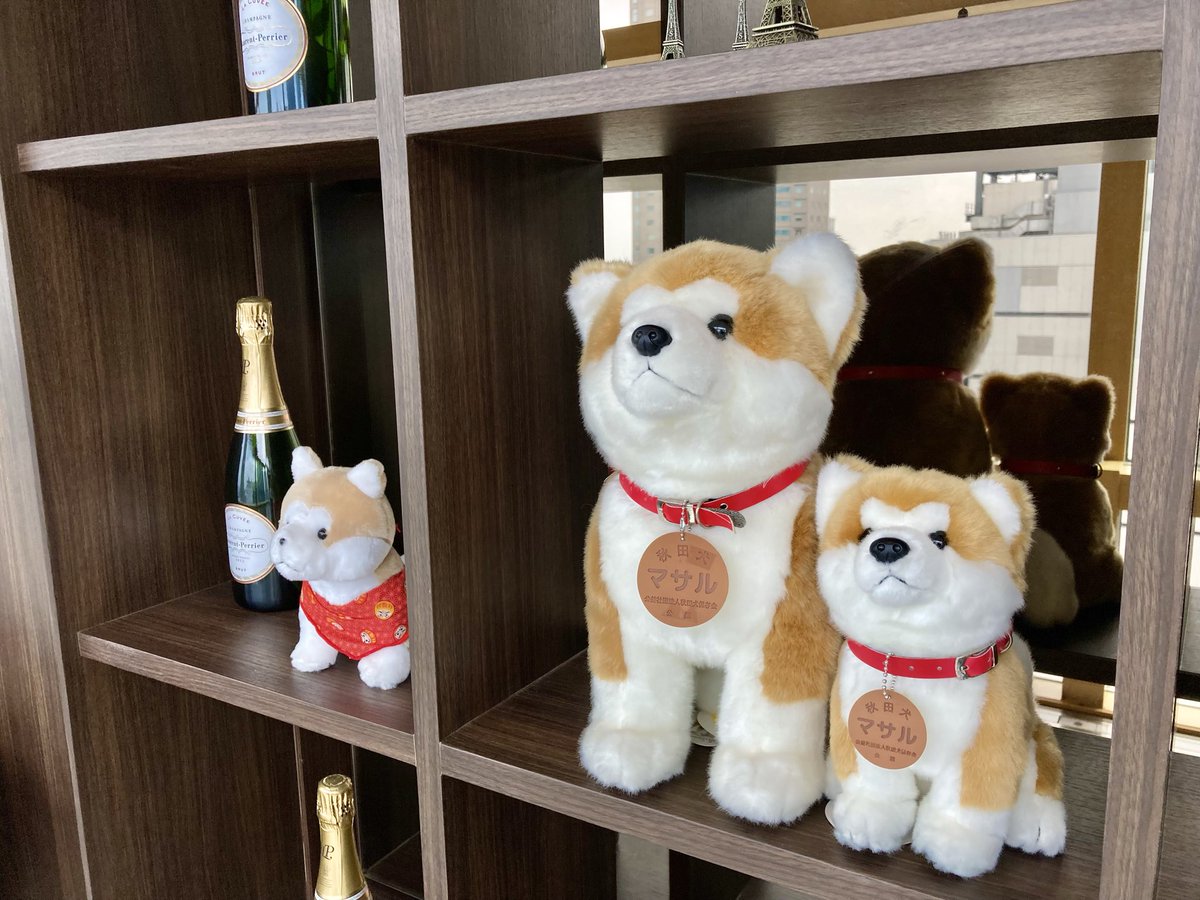 秋田犬、館内におります🐕】 渋谷エクセルホテル東急では『AKITA