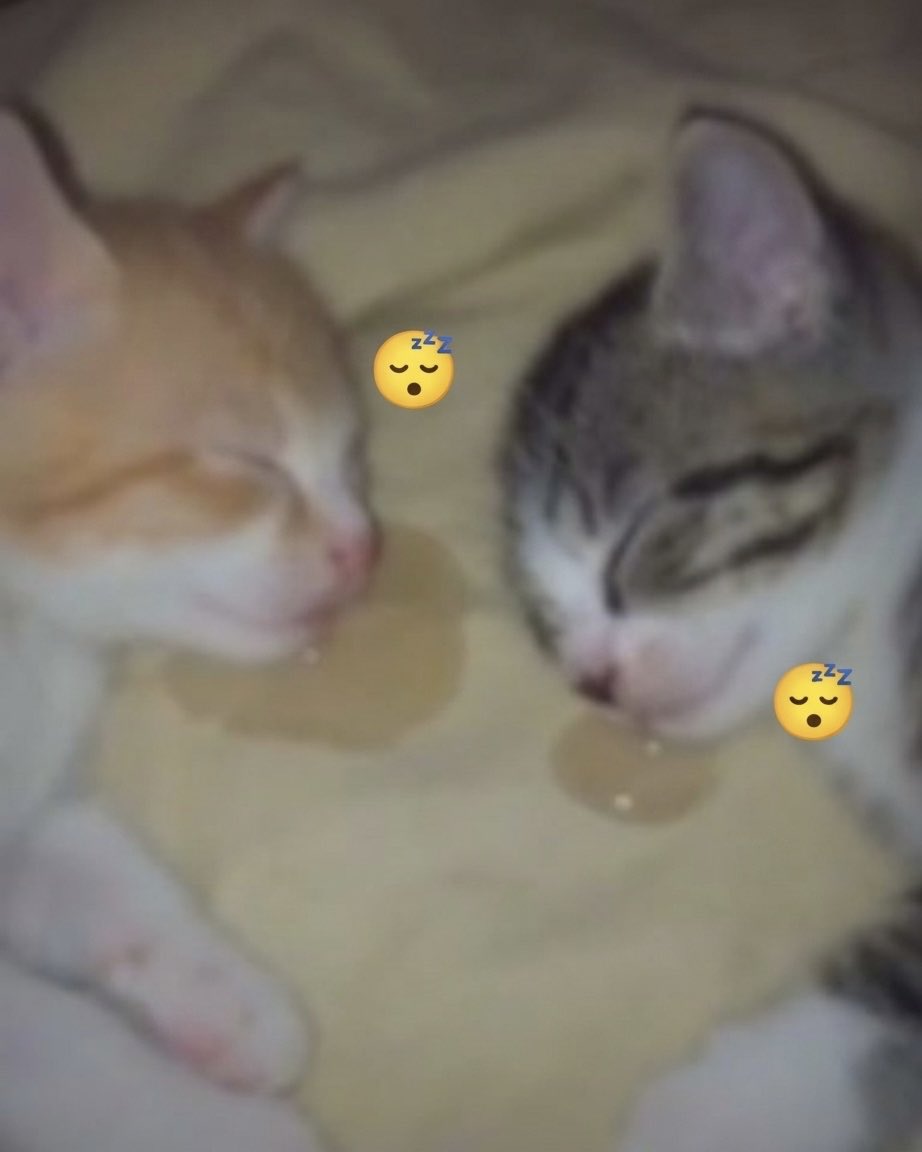 Miaw tweet media