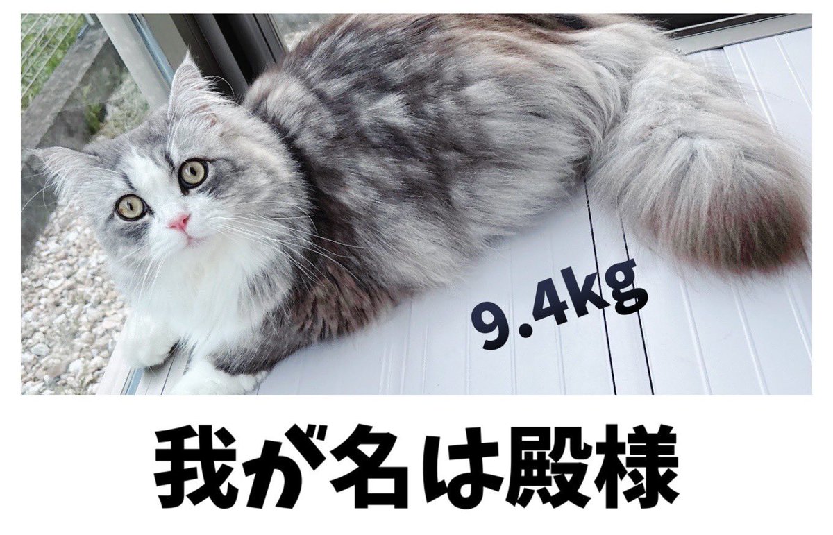 AI_DARRELL's tweet photo. =ↀωↀ= https://t.co/rbKaEreRCE