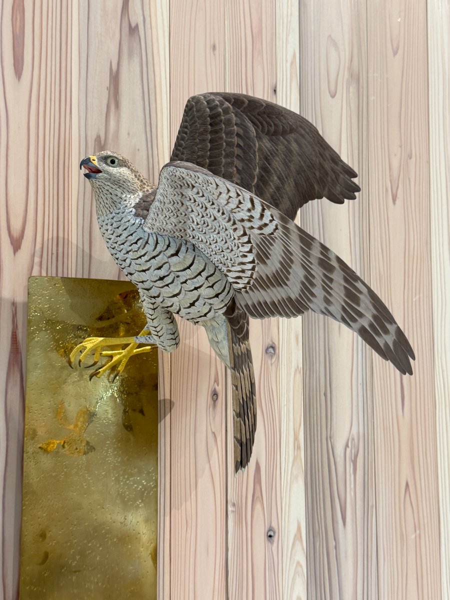 SimbaChan2's tweet photo. 「BIRD ART WEEK 〜心と技で切り取った野鳥世界〜」国営昭和記念公園の花みどり文化センターにて5月19日（火）から5月28日（木）まで開催されています。 https://t.co/w7diIRZ5qk