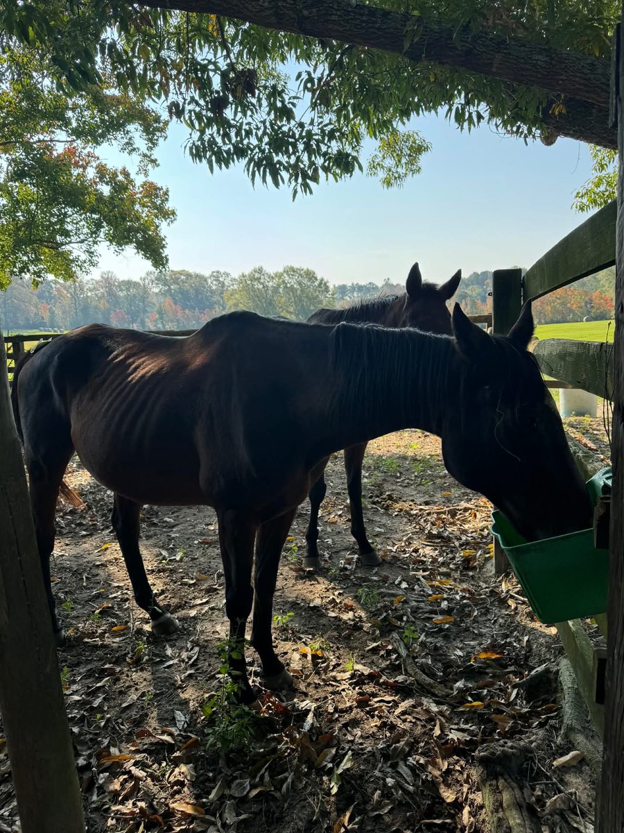 Thoroughbred Retirement Network of Louisiana tweet media