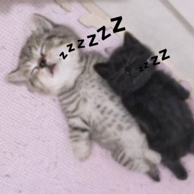 cats 🐈 tweet media