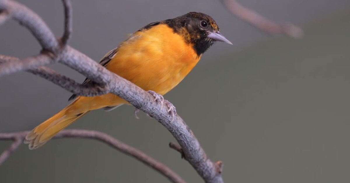 FOX17's tweet photo. Millions of birds are crossing Michigan this spring. The Bird Center of Michigan is seeing a 200% surge in patients amid peak migration season. https://t.co/Ai2VHkZ98d https://t.co/CCABAROMAT