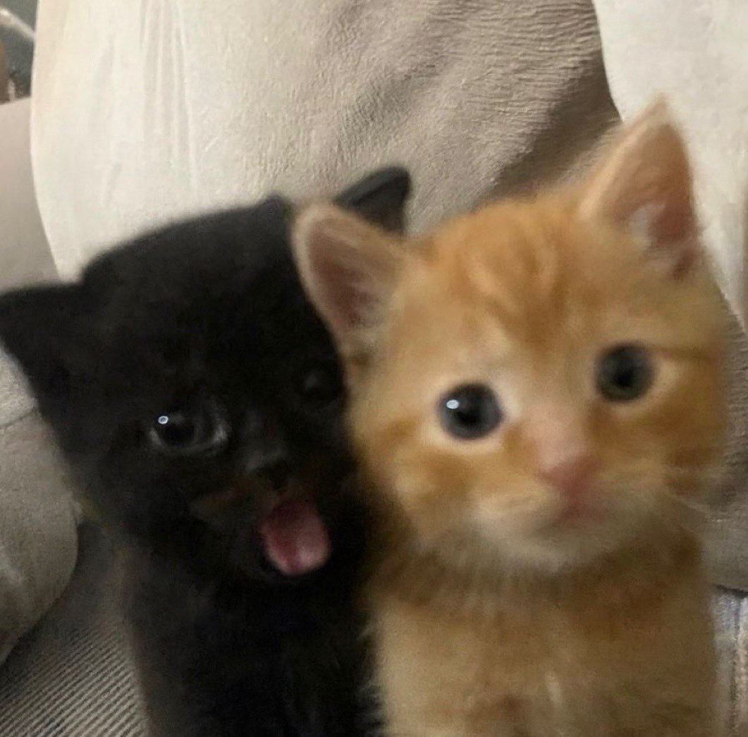 Miaw tweet media