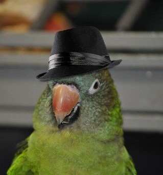 Portable Parrot MBA tweet media