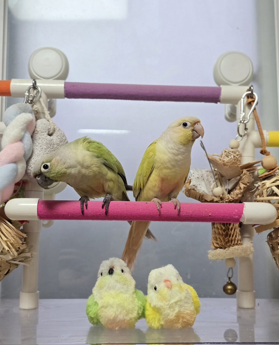 쵸나 tweet media
