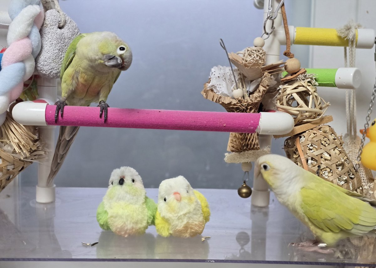 쵸나 tweet media