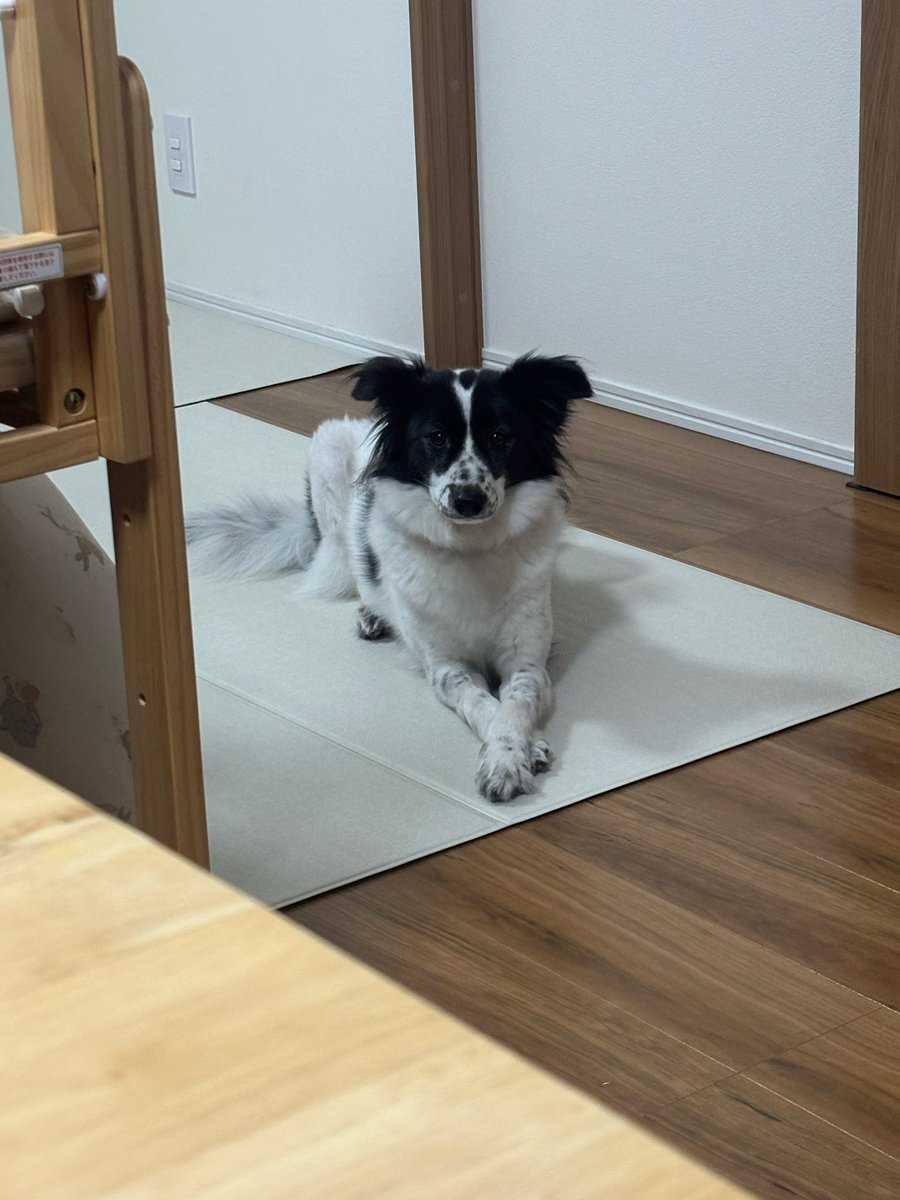 mikenya7's tweet photo. 散歩待ち犬 https://t.co/Mgokg6yJct