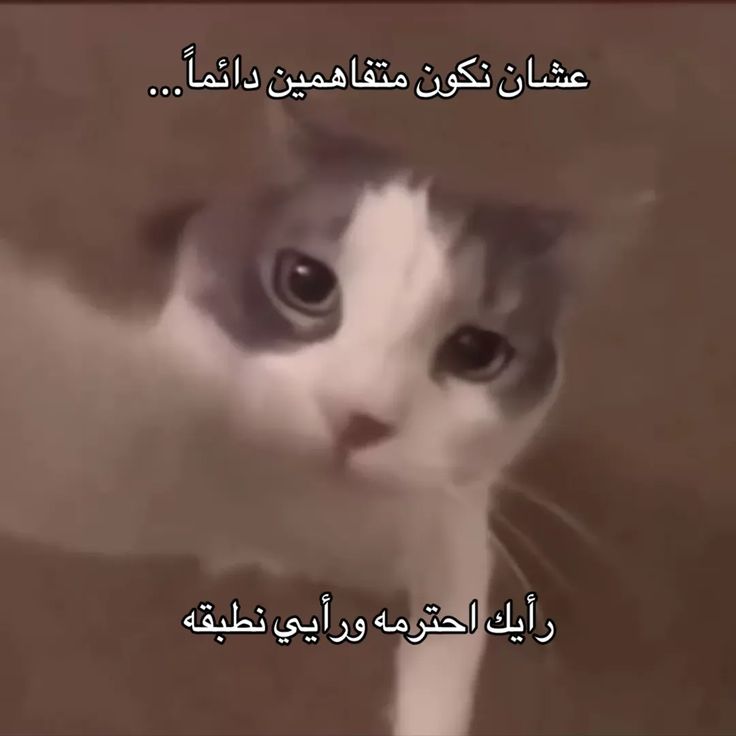 ريما tweet media