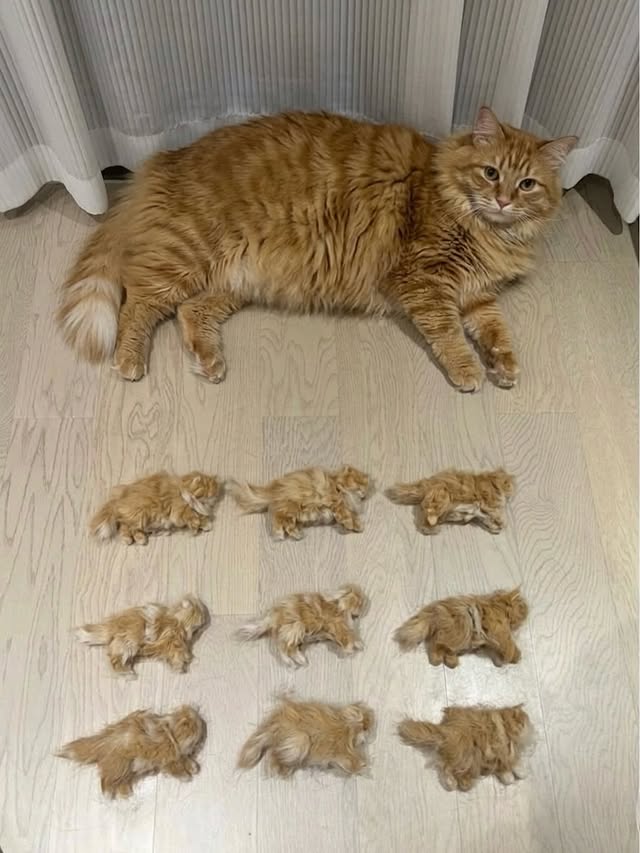 The Cats 𝕏 tweet media