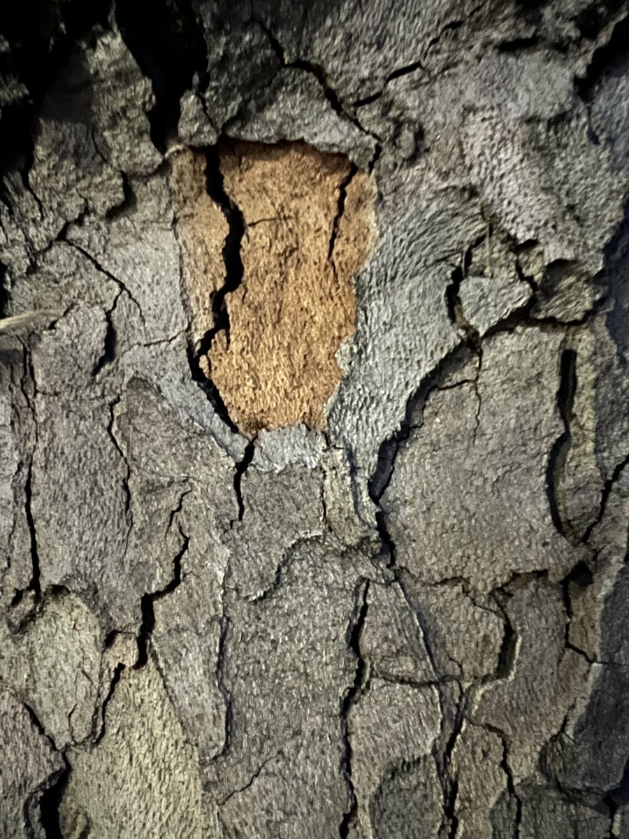 wapple15's tweet photo. #TreeBarkTuesday #TextureTuesday https://t.co/KE7CgOgAhm