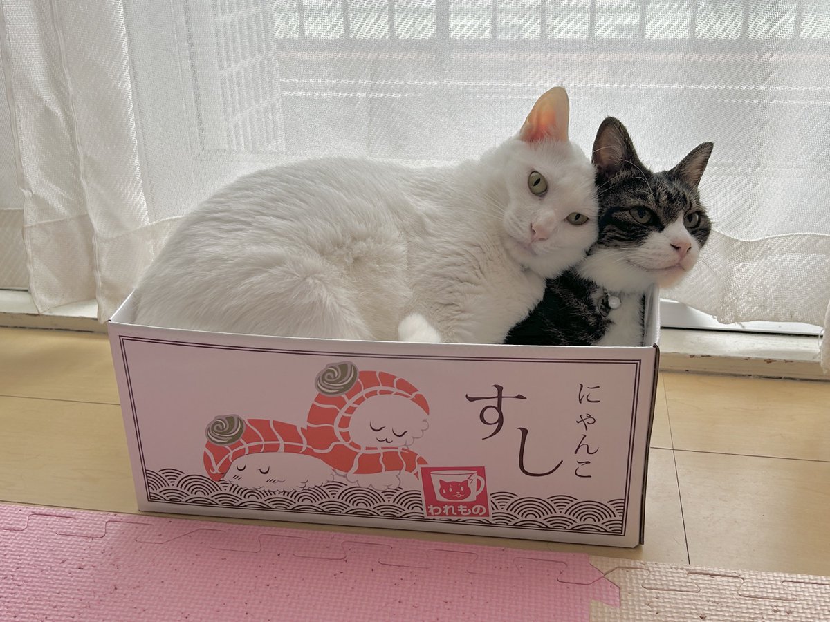 jacoo26's tweet photo. @neru_sleep そんなに仲良くないです https://t.co/IL20Vaglmn