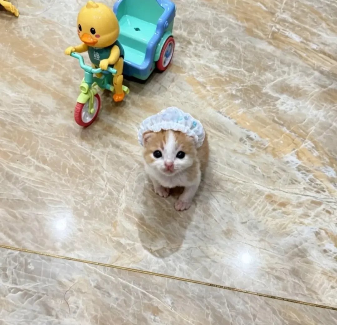 PostofcatsX's tweet photo. Smol kitties 😺 https://t.co/eWFVxpTbPc