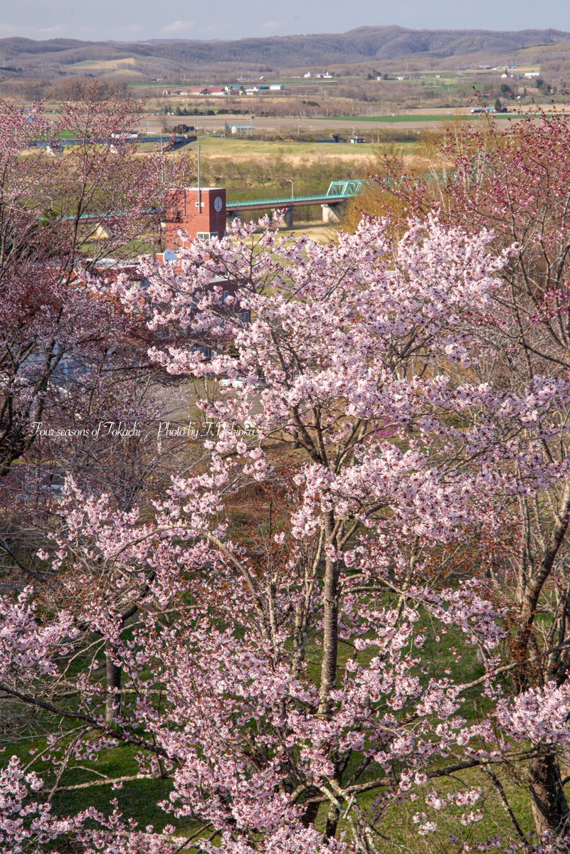 tokachiphoto's tweet photo. この春は、十勝管内
可能な限り多くの町の桜を撮りました🌸 

北海道池田町、豊頃町

#北海道 #十勝 #池田町 #桜 #豊頃町 https://t.co/vPpcjNIKSS