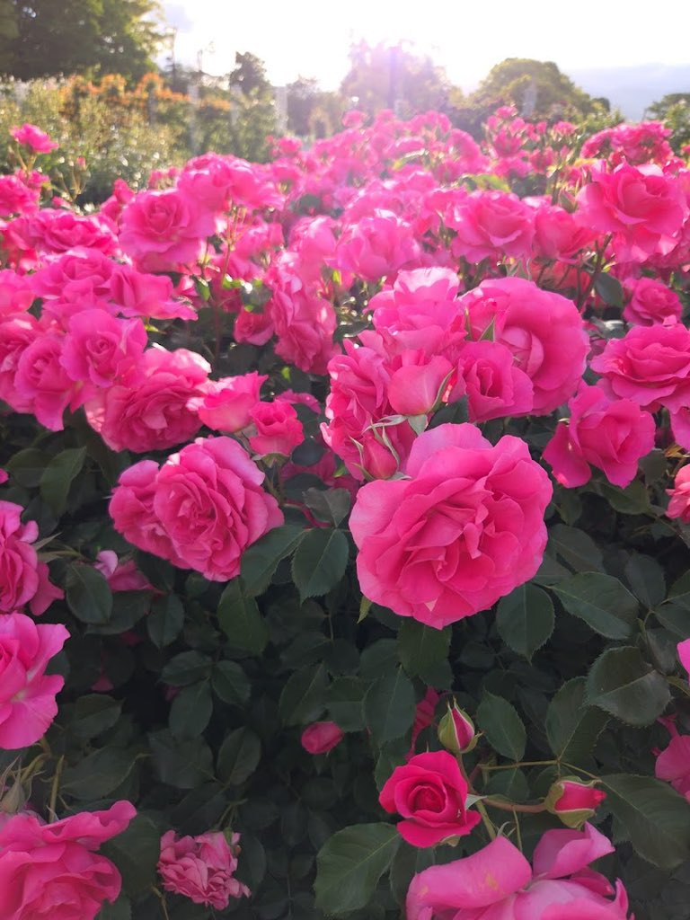 マサミ (@masami777777) / Posts / X