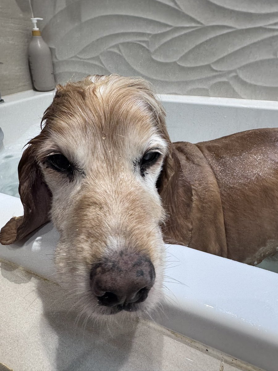 SpanielsSuper's tweet photo. The day I arrived on the @SaveOurSpaniels #HappyBus
I was very matted & smelly with nasty bits stuck on my fur🤮💩🤢🥴
Mum wouldn’t usually bath a new dog on their first day but I was so uncomfortable
She gently lifted me into a warm bath….. I was terrified…… then I realised it was so warm…… mum massaged me & showered me & wrapped me in a towel & cuddled me….. it was glorious 🥰♥️
#BatLovesBaffs
#Baffs are my favourite thing
I get lots of #Baffs, but it’s become a ritual that I get a special #Baff on my #GotchaDay
With extra conditioner & massage
#BaffsAreBrilliant
Today I had a lovely deep, soaky #Baff
Isky got one too….. #IskyHatesBaffs
#BatsSecondGotchaDayBaff