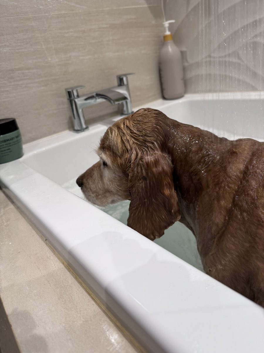 SpanielsSuper's tweet photo. The day I arrived on the @SaveOurSpaniels #HappyBus
I was very matted & smelly with nasty bits stuck on my fur🤮💩🤢🥴
Mum wouldn’t usually bath a new dog on their first day but I was so uncomfortable
She gently lifted me into a warm bath….. I was terrified…… then I realised it was so warm…… mum massaged me & showered me & wrapped me in a towel & cuddled me….. it was glorious 🥰♥️
#BatLovesBaffs
#Baffs are my favourite thing
I get lots of #Baffs, but it’s become a ritual that I get a special #Baff on my #GotchaDay
With extra conditioner & massage
#BaffsAreBrilliant
Today I had a lovely deep, soaky #Baff
Isky got one too….. #IskyHatesBaffs
#BatsSecondGotchaDayBaff