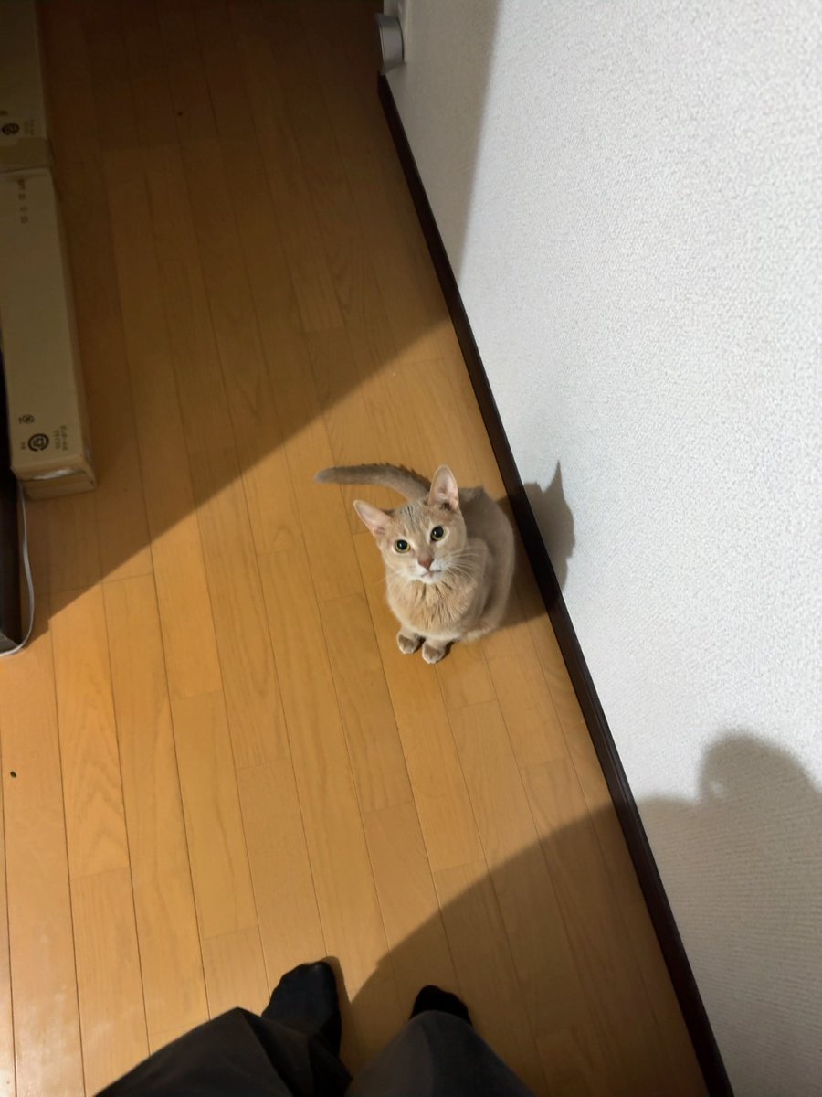 Aisu_3150's tweet photo. @neru_sleep うちの猫、マロンです
添い寝したり布団使ってたり上目遣いしたり多分前世人間なのかもしれない https://t.co/VRCTd7QiAl