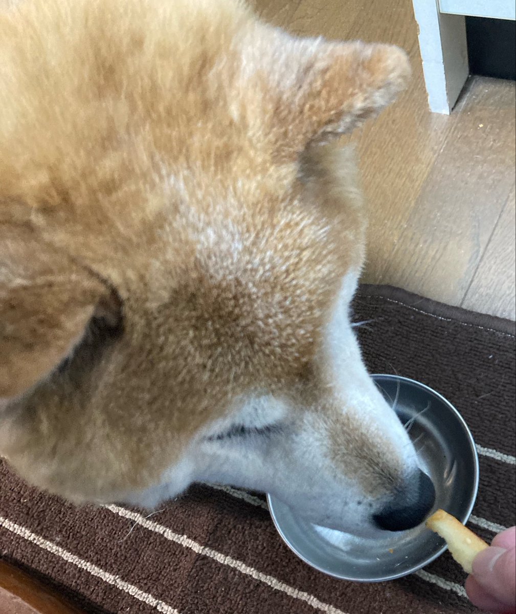hisapon🐕 tweet media