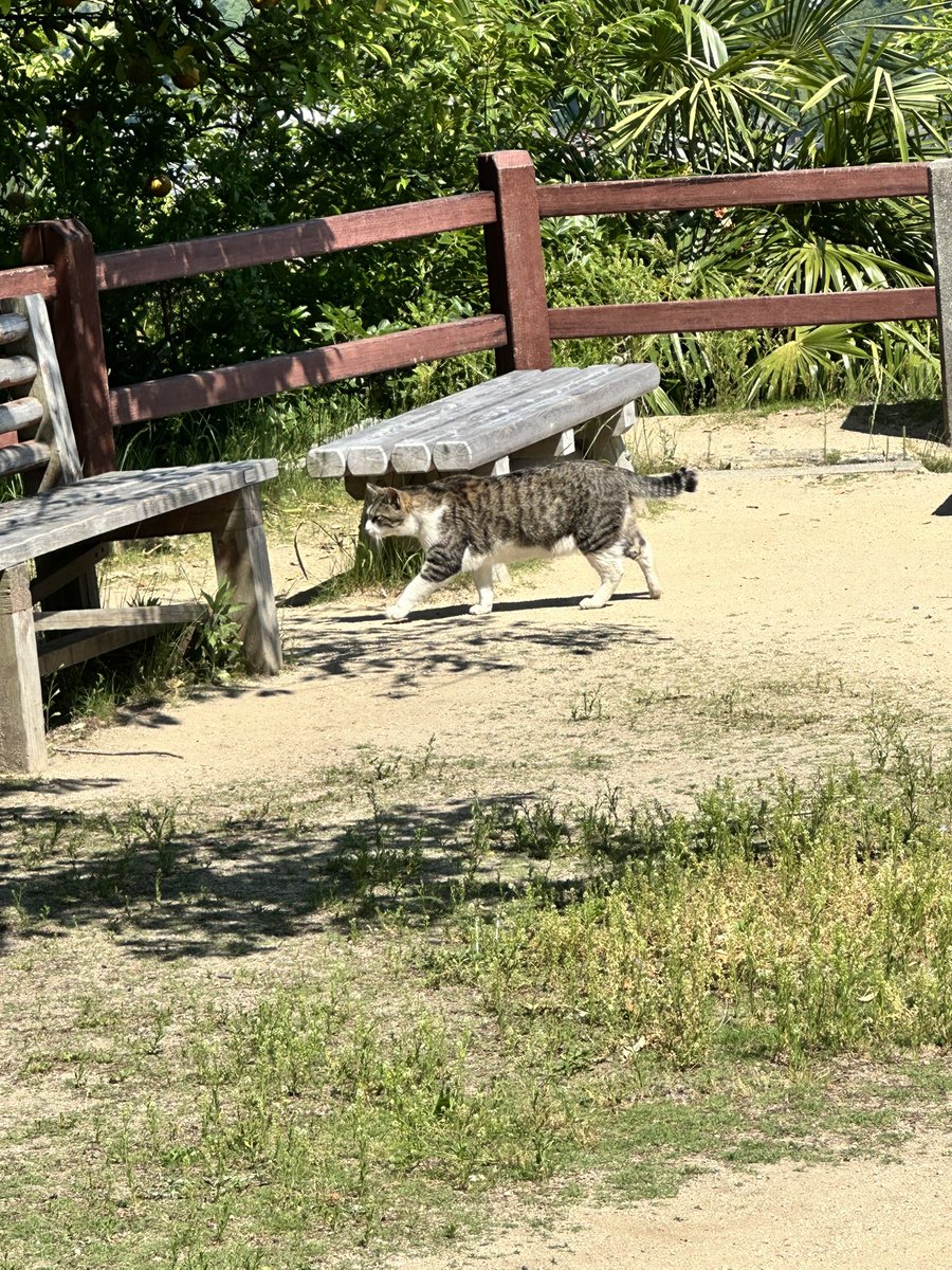 まともになれない影山くん🐱🐾 tweet media