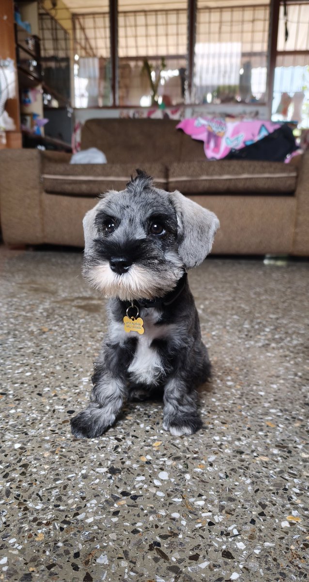 LEOJOSE's tweet photo. Hola! Les presento a Mirko, el nuevo miembro de mi familia!
PD: se porta muy mal con el pipí y pupú, es cuestión de tiempo pero no hay forma, si tienen tips me los brindan! https://t.co/PihV7W0ULa