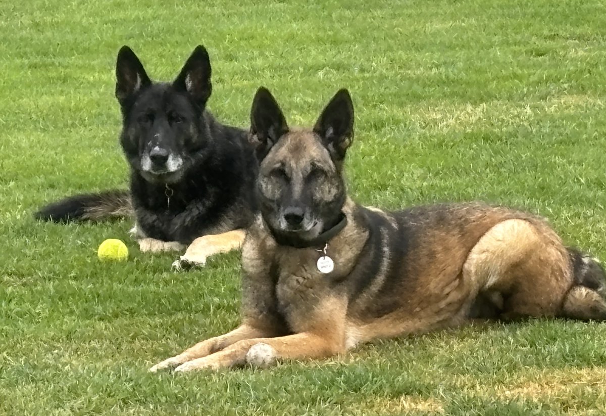 ERPDF's tweet photo. We will warn the Judges of the
Calendar Photo Competition that
RPD Vin and RPD Bella are waiting
for the results !!!  😱🐾💙🤣

#RatherYouThanMe
#WithoutFearOrFavour 
https://t.co/KLEs3M8Rpr https://t.co/umpfRvGCpx