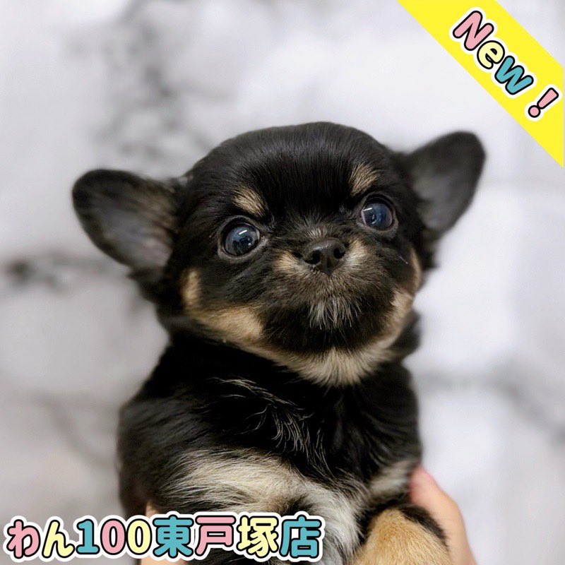 新入舎情報！ 種類：ロングチワワ 毛色：ブラック＆タン 性別：男の子
