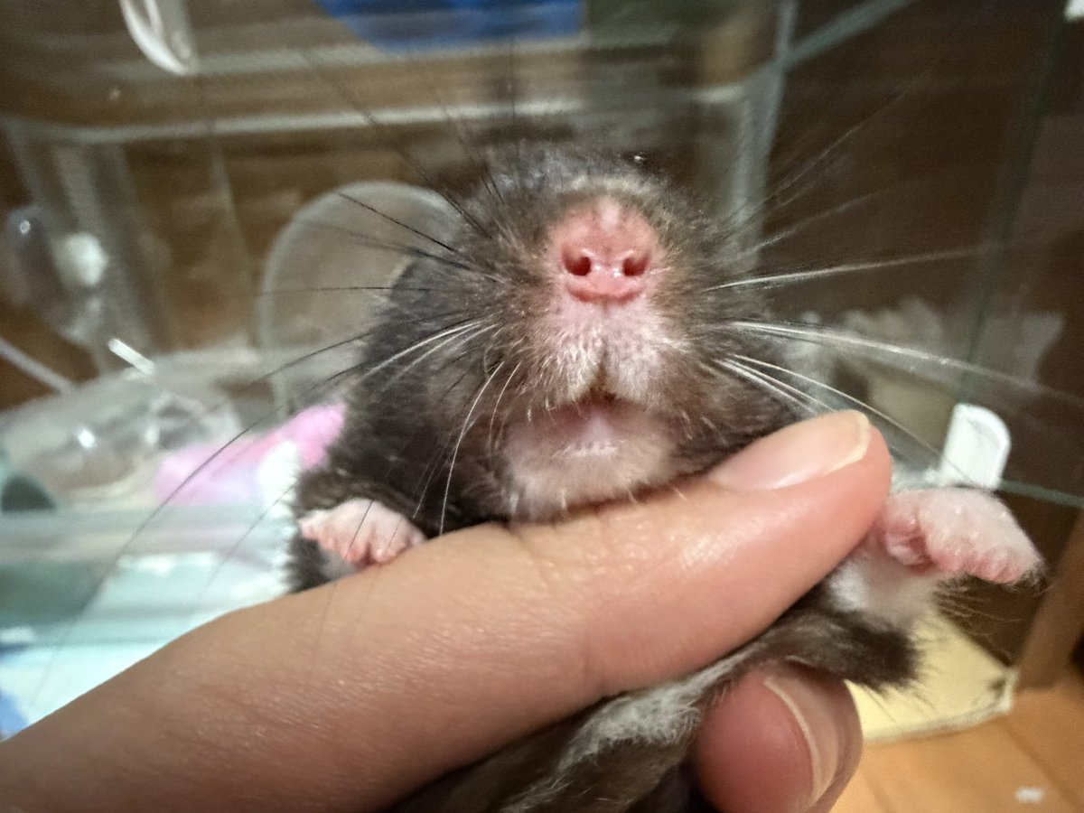 onemumarronchan's tweet photo. 🐽 https://t.co/pb2Odnan47