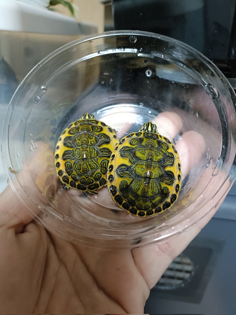 JoeReptiles2's tweet photo. ちゃんと出してなかったので…

ゴールデンフレーム2匹来てます！

¥25,000

1年以上個人的にも飼育してますが
飼育しやすいカメです！

餌を食べない時の対処方等はお伝えできますが実践することなく飼えてます！

お問い合わせはDMへ

#ゴールデンフレーム
#フロリダレッドベリー https://t.co/K61aFuAy7M