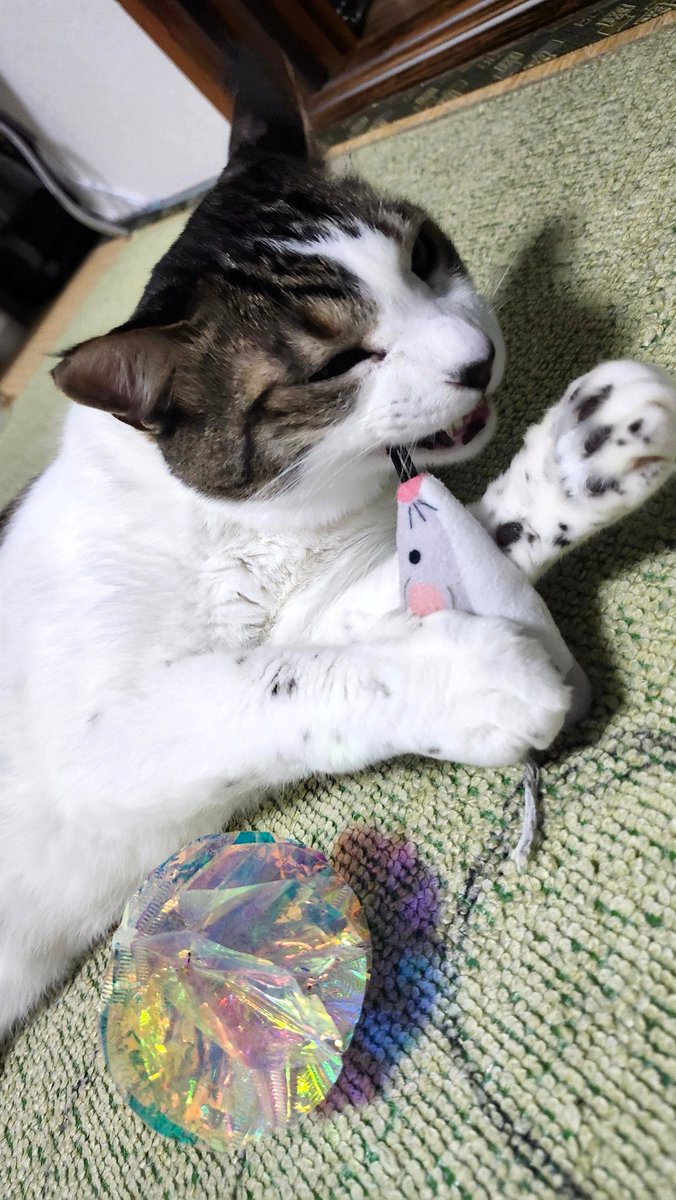 🐾とらちゃん😸💙😊🐾 🌃今にゃん🎶🌟🎶 🍀