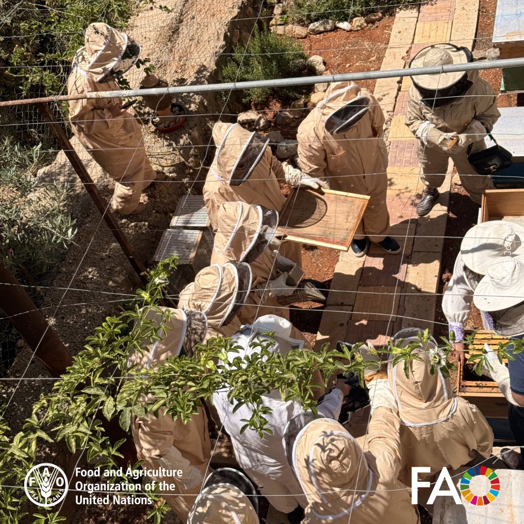 FAO in Jordan tweet media