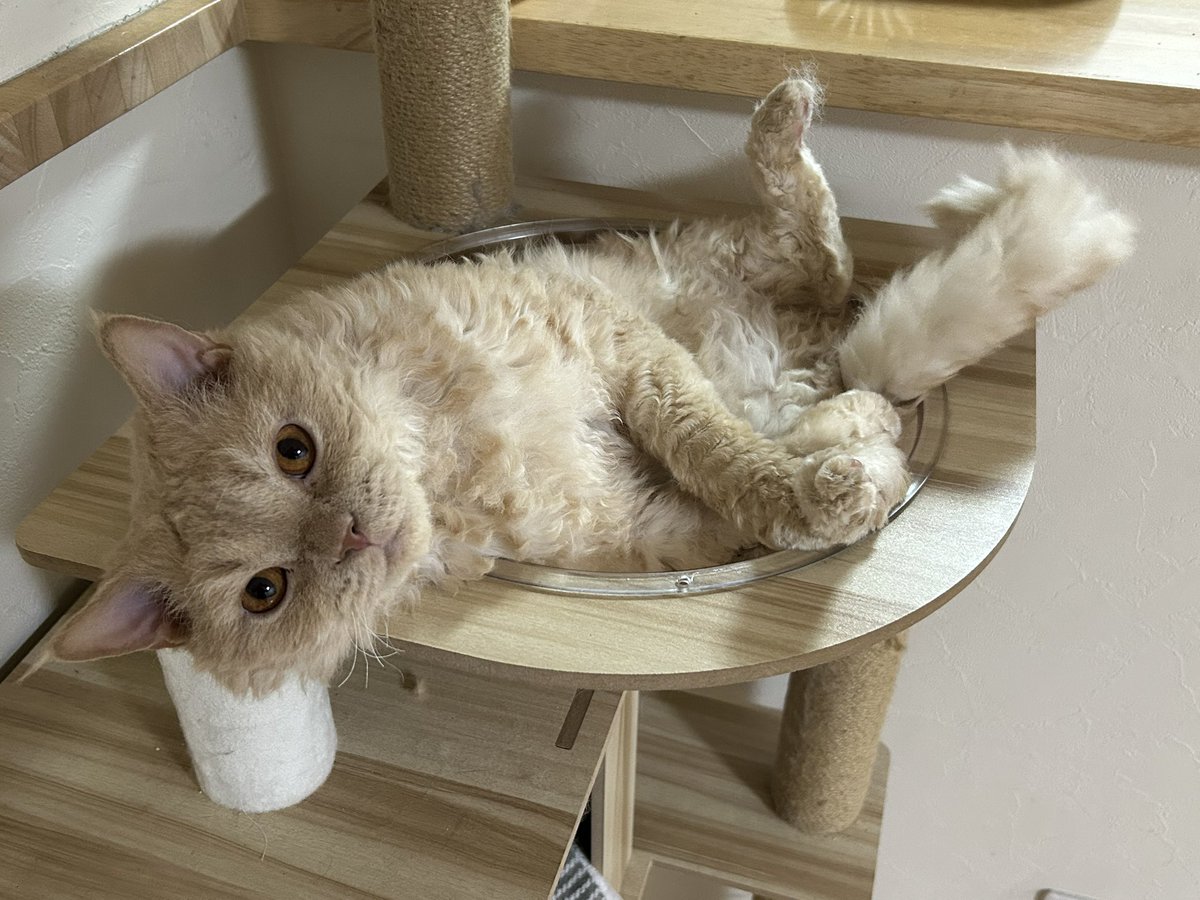 mnb_1972's tweet photo. 愛猫セルカークレックス♂3歳😺
さぶろうのなんとも言えないポーズ https://t.co/LXIGAkDePf
