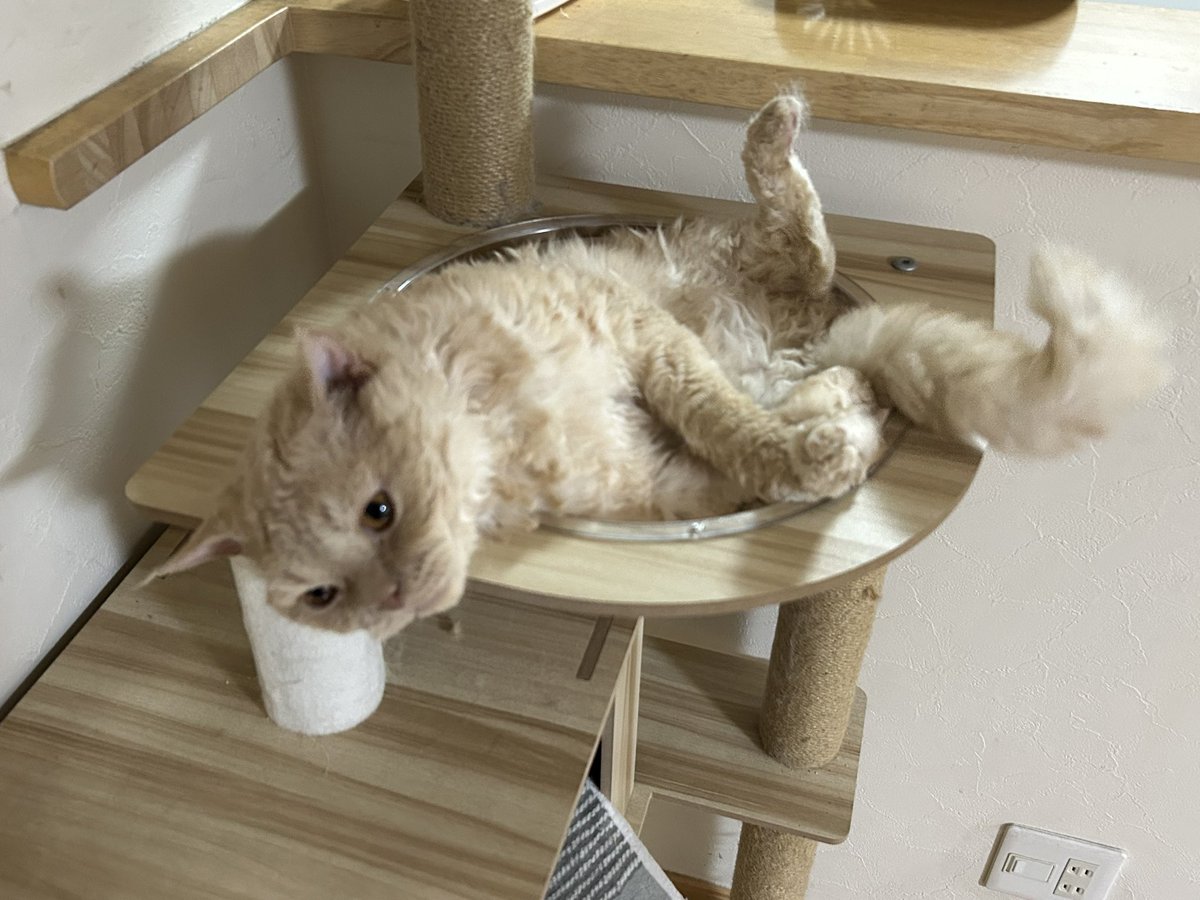 mnb_1972's tweet photo. 愛猫セルカークレックス♂3歳😺
さぶろうのなんとも言えないポーズ https://t.co/LXIGAkDePf