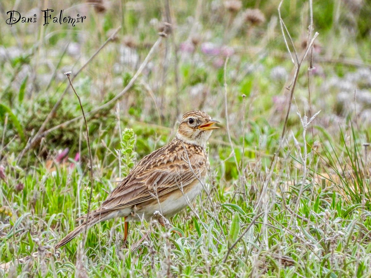 BirdingAragon's tweet photo. ⭐Éxito de la XVI edición del Curso de #Ornitología Práctica de #Gallocanta💚con más de 140 especies avistadas...
🌐 Leer más en https://t.co/kXPsOHhbCL
🦉Organizada por @AdriJiloca en el marco de la Fundación Antonio Gargallo https://t.co/uaBL6yPS7u