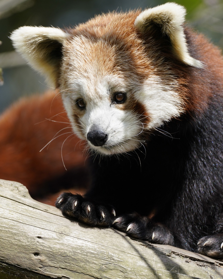 Longleat tweet media