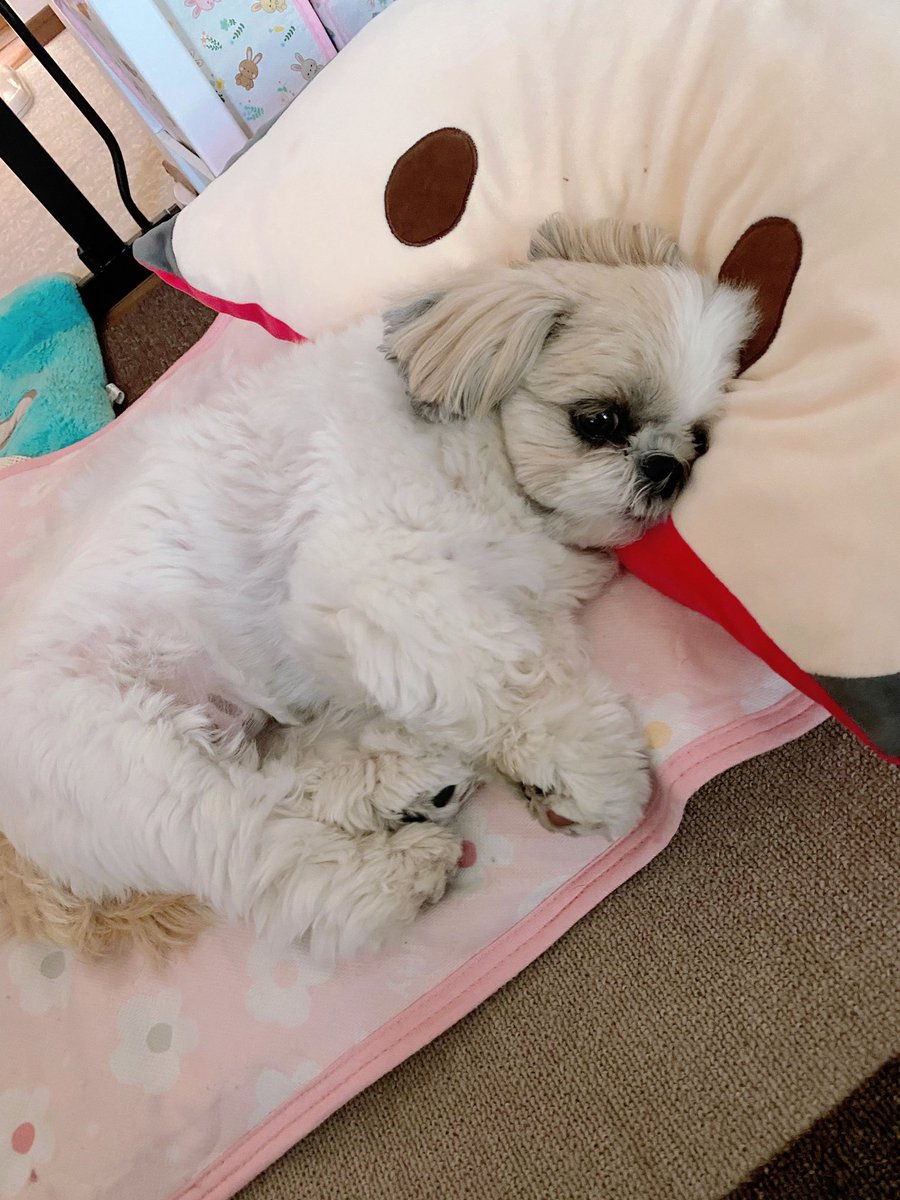 シーズー🍑ももちゃ🍑 (@_momo_0710_) / Posts / X