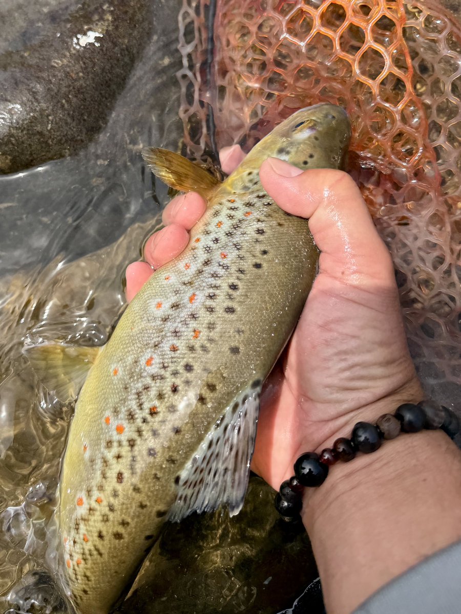 native107's tweet photo. お疲れ様です♪

やっぱ釣りしないと生きてる気がしない😅

リハビリ釣行にジャパニーズトラウト達が
応えてくれました😭

ありがとう🎶

#ハードストリームス
#アシュラン500
#ティーグラヴィッツ
#ティーブレイド
#癒し https://t.co/TUYhATeMDW