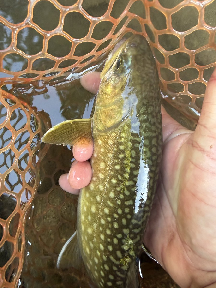 native107's tweet photo. お疲れ様です♪

やっぱ釣りしないと生きてる気がしない😅

リハビリ釣行にジャパニーズトラウト達が
応えてくれました😭

ありがとう🎶

#ハードストリームス
#アシュラン500
#ティーグラヴィッツ
#ティーブレイド
#癒し https://t.co/TUYhATeMDW