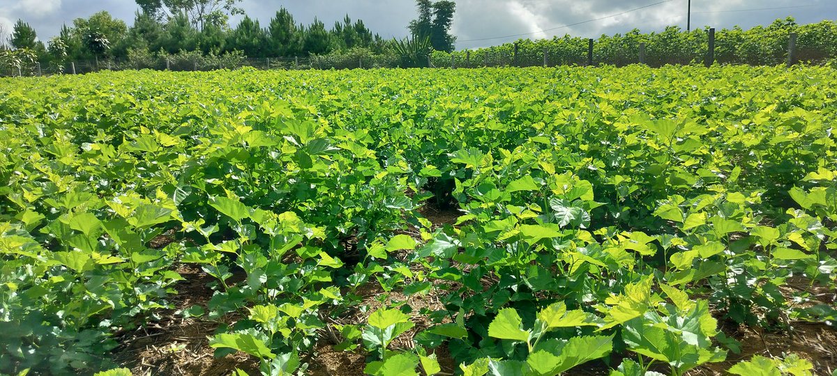 ISCBangalore's tweet photo. The ISC delegation visited a clustered mulberry plantation and reeling facility in the Bao Loc region of Vietnam. https://t.co/i20NN5Wl6Y
