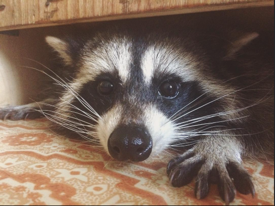 Raccoon And Me tweet media