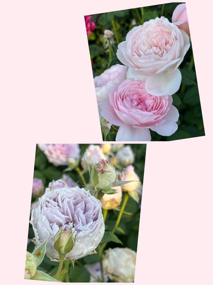 34-花霞 tweet media