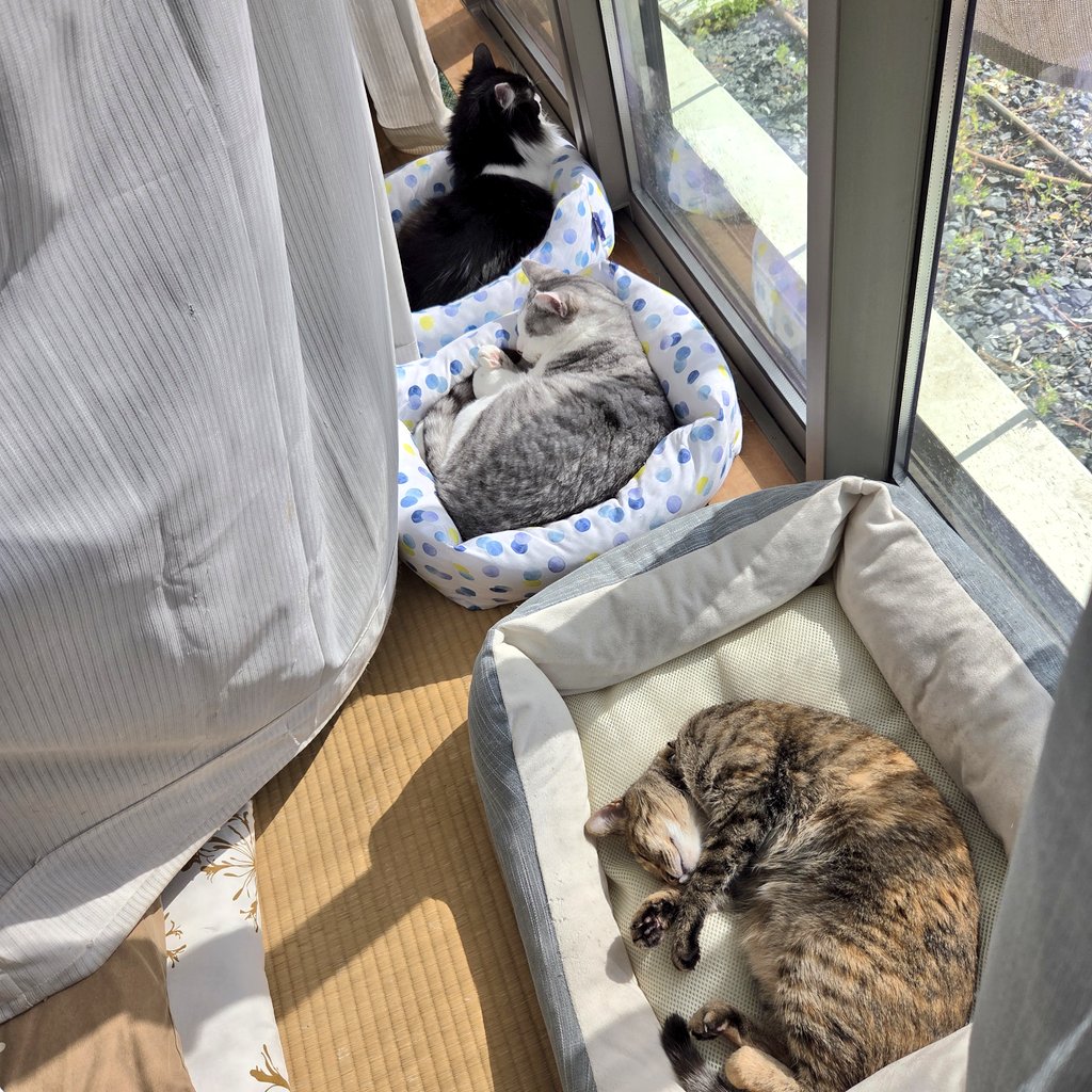 えみまろ★cat,cat,cat's!! tweet media