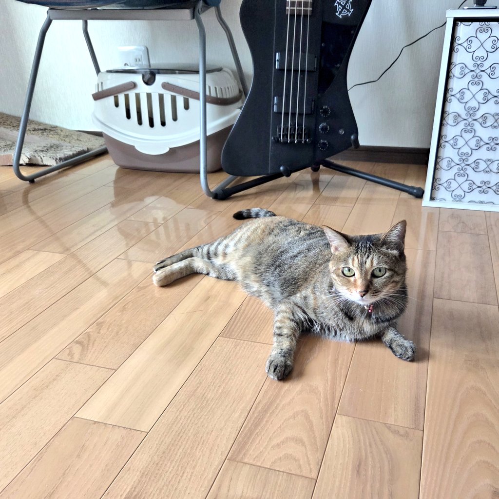 えみまろ★cat,cat,cat's!! tweet media