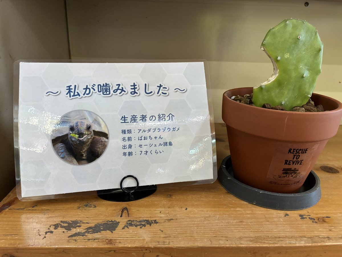 道の駅ウミガメ公園【公式】 tweet media